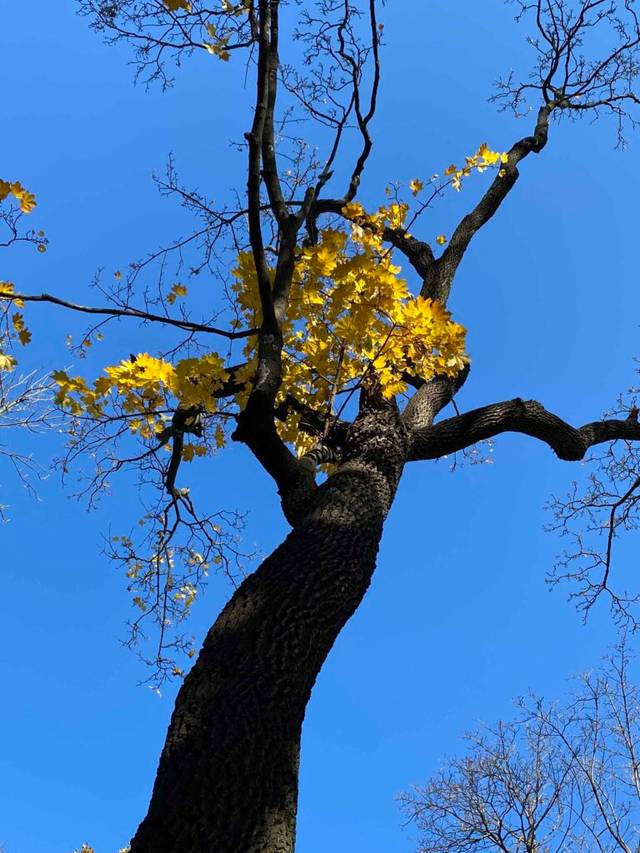 купити фотографію Микола Білоусов Дерево на тлі пронизливого неба