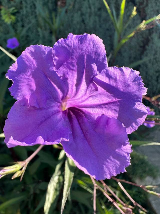 Фіолетова квітка 