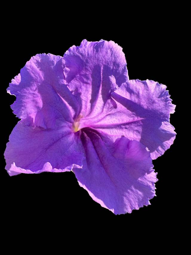 Фіолетова квітка ІІ