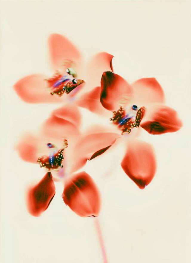 Orchid. Series “The Garden of My Tenderness”