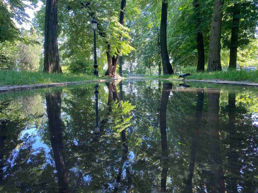 купити фотографію Микола Білоусов Із серії "Маріїнський парк"