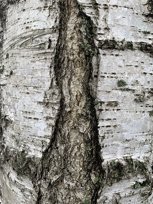 alt image