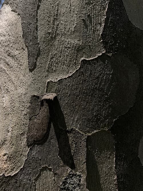 alt image
