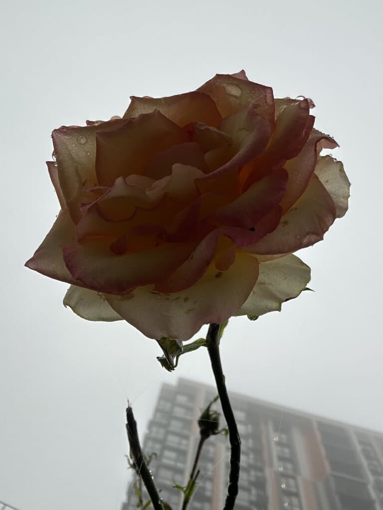 alt image