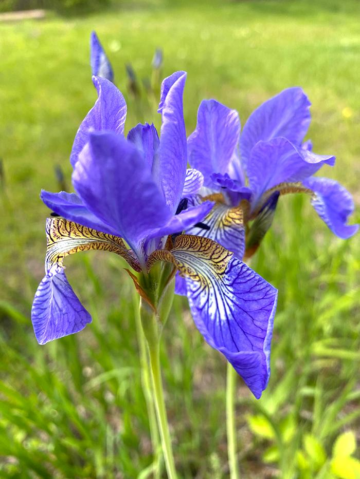 alt image